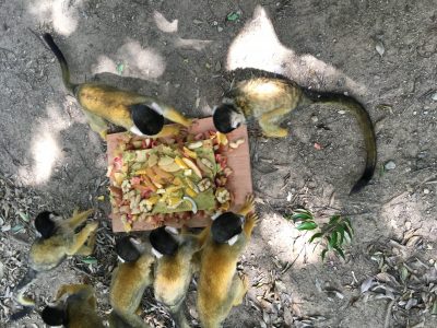 ケーキを食べるリスザルたち