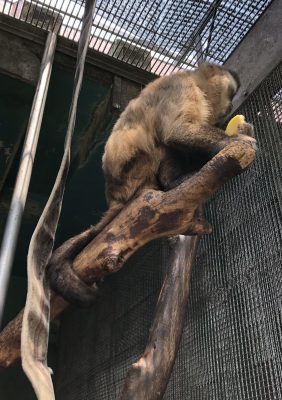 リンゴがお好き？