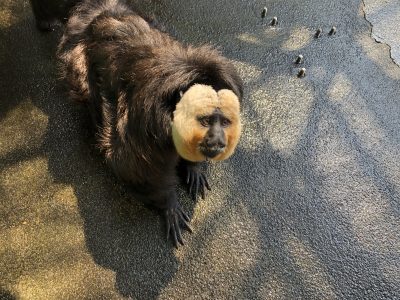 掃除後のモップくん