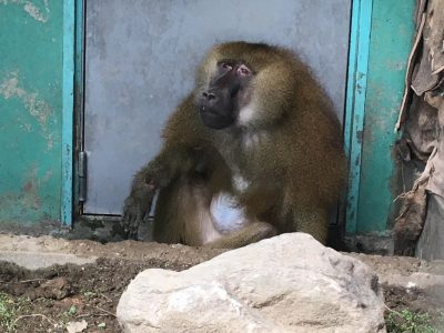 ギネ
