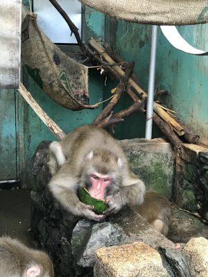 カコスイカ