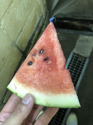 スイカ