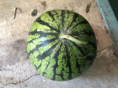 ご寄附のスイカ