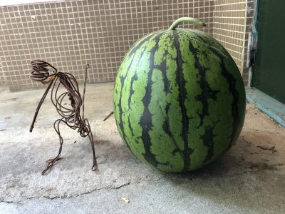 スイカの大きさ比べ