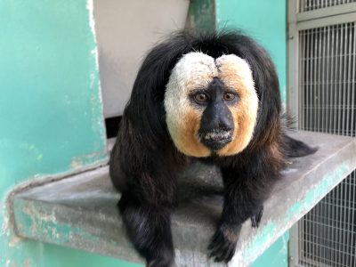 今日のモップくん