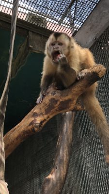 スイカを食べている様子