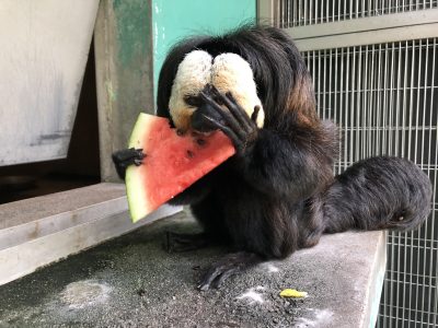 スイカを食べるモップくん