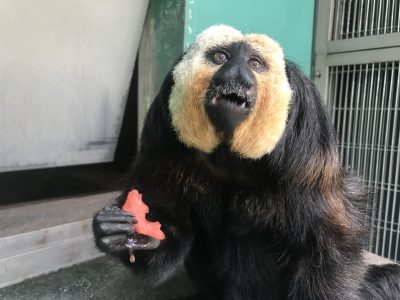 スイカ美味しいなぁ
