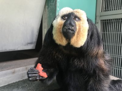 スイカ美味しいなぁ2