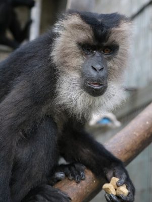 ほおぶくろにしまっちゃおうね 飼育の部屋