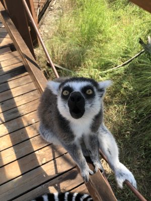 チクマ