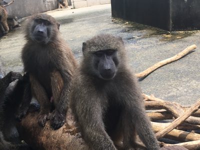 ダンゴとナイト