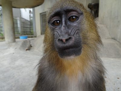 イラーリ