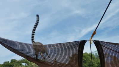 タープ上もワオキツネザル