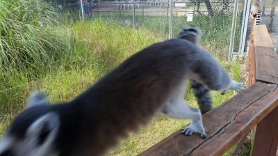 ワオキツネザルラン