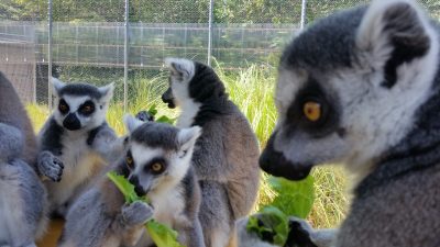シャキシャキサンチュ