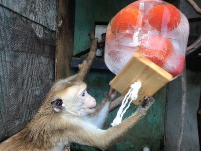ポンズ氷