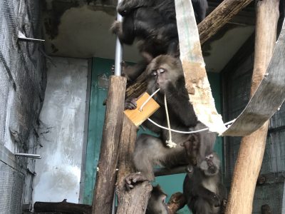 チベットモンキー氷