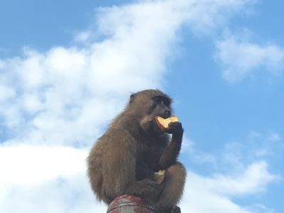 食事中のヒヒ25