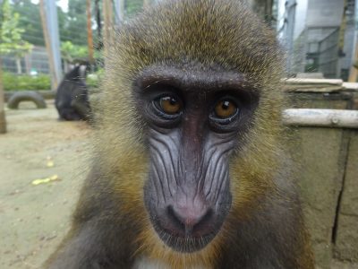 サユミ