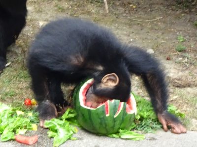 マモル
