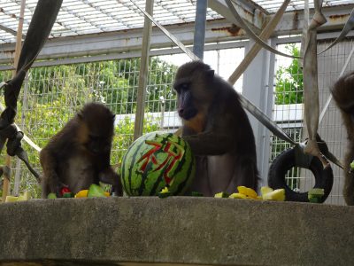 スイカを食べるデラ