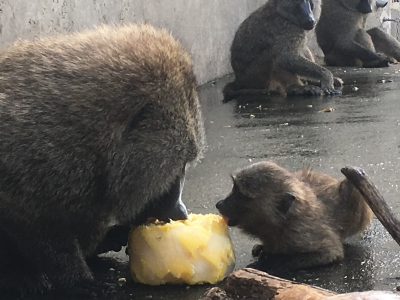 スルメとナン３