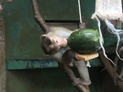 シャンソンスイカ氷