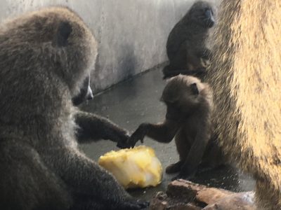 スルメとナン