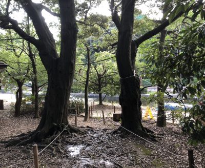 リスザルの島