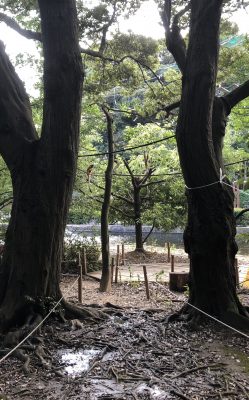 拡大
