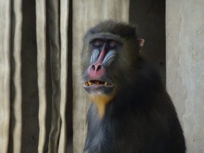 サム