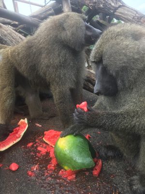 スイカを食べるヒヒ