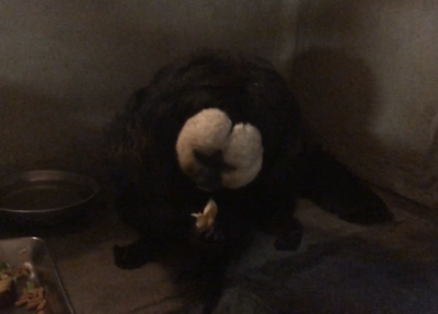 バナナを食べるモップくん