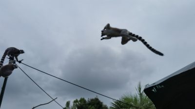 ワオキツネザルジャンプ
