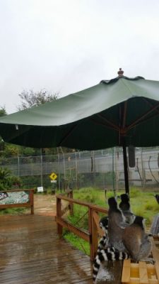 雨宿りパラソル