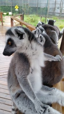 外を見るワオキツネザル
