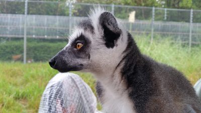 遠くを見ているワオキツネザル