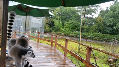 雨宿りする