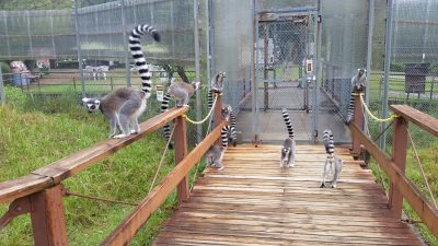 お出迎え