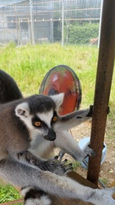 扇風機とワオキツネザル