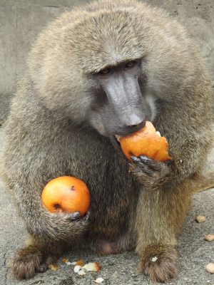 梨を食べるヤッタ