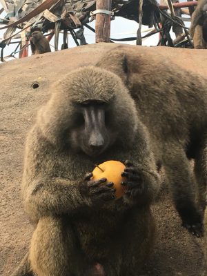 ナッシュと梨3