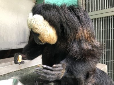 バナナから食べているモップくん