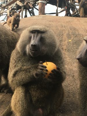 ナッシュと梨2