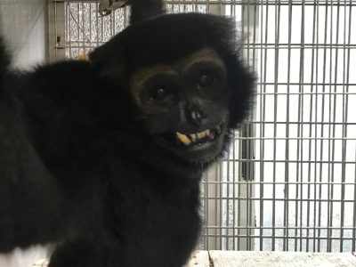 ドント
