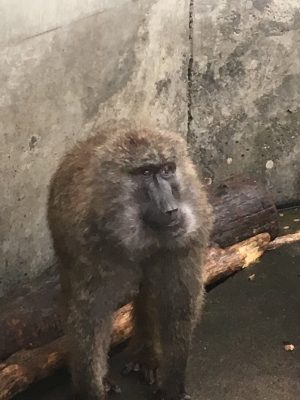 ゾへ