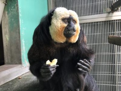 2枚目バナナを食べるモップくん