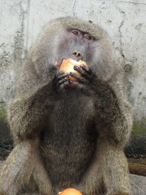 梨を食べるロイド
