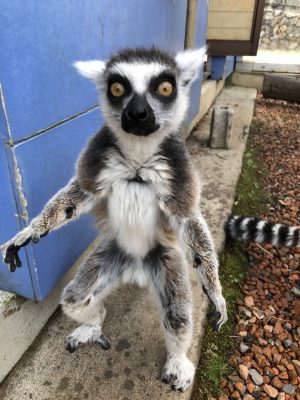 ウメキチ